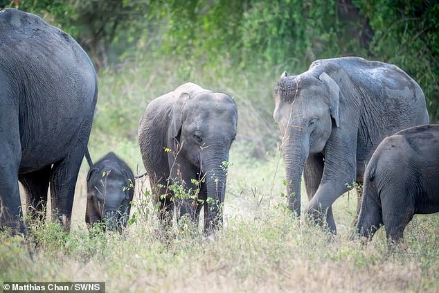 Matthias said the natural world was his main inspiration for the trip. The image above was taken in Sri Lanka.