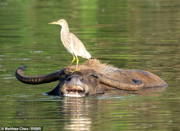 Animal magic: a photograph Matthias took of wildlife in Sri Lanka