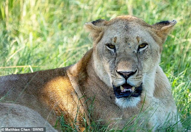 Matthias took this photo of a lion during a cruise in Kenya