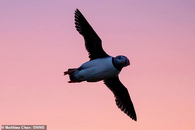 A puffin flying in Vestmannaeyjar, Iceland