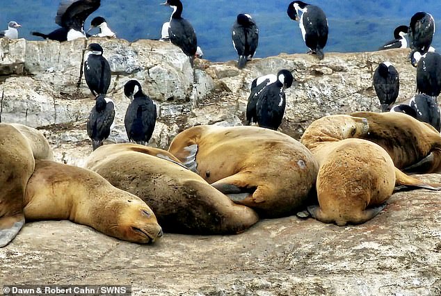 Seals and cormorants photographed by cruise ship passengers Dawn and Robert Cahn in Ushuaia, Argentina.