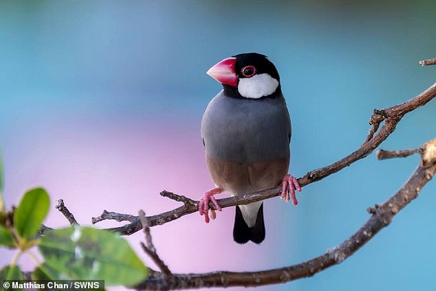 A bird captured on camera by Matthias in Kona, Hawaii