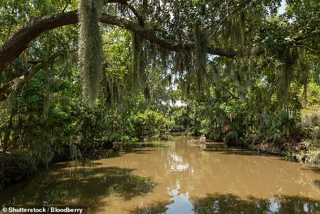 The Louisiana swamps, as seen above, 