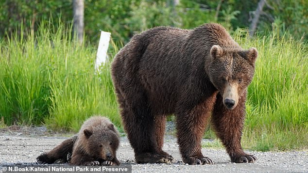 Bear 402 was killed by another adult male bear. Although he never won the Fat Bear Week contest, he was popular for raising eight litters of cubs.