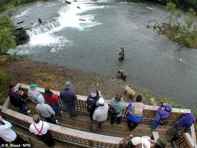 The Brooks River is home to the Fat Bear race in Alaska, home to one of the largest salmon runs left on earth.