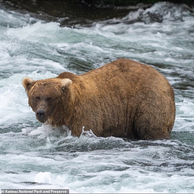 Bear 128 Grazer was the champion of the Fat Bear Week competition in 2023 and was known as a particularly defensive mother bear.