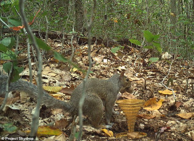 The Project Skydrop website offers a live webcam view of the gold trophy along with screenshots of when motion is detected nearby, which until now has only been wildlife interested in the statue.