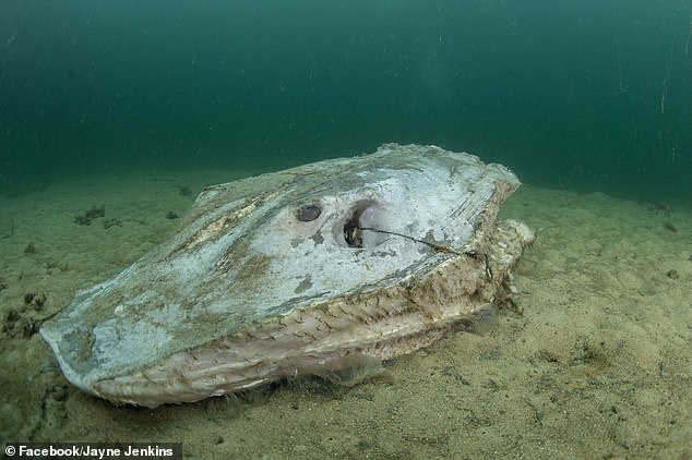 Underwater photographs taken in Chowder Bay, on the north side of the harbour, show the remains of two rays allegedly captured, hacked to death and thrown into the water.