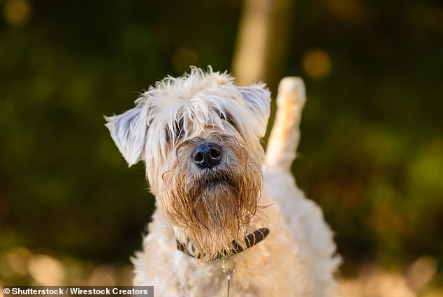 Fergusson and his family said a tearful goodbye to their beloved Minty, a wheaten terrier, on Tuesday (file image)