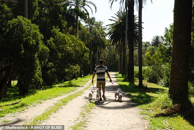 Centennial Park is one of the most dog-friendly parks in Sydney, with more than 30 per cent of Parklands open space designated off-leash (file image)