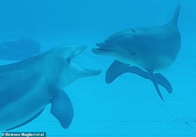 Experts have finally revealed that these dolphins use the facial expression of 