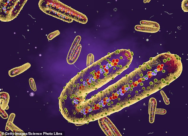 The Marburg virus, a relative of Ebola, causes people to bleed from the orifices and kills up to 9 in 10 of those infected.