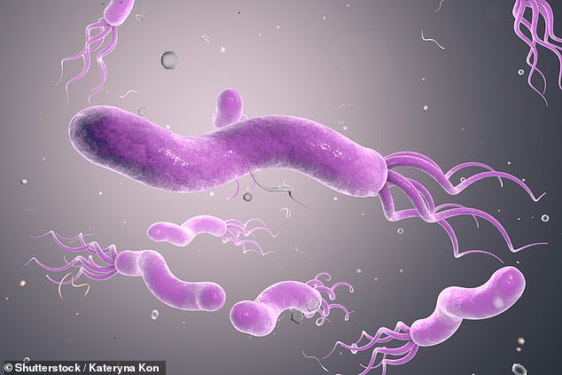 The World Health Organization (WHO) said aggressive strains of H. pylori are among the most dangerous superbugs and pose a major threat to the human race.