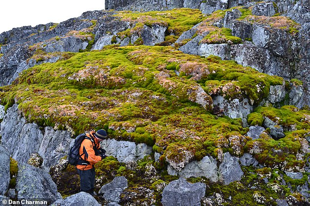 In 1986, only one square kilometer of the Peninsula was covered with vegetation. However, in 2021, this area had increased to almost 12 square kilometers. In the photo: Norsel Point