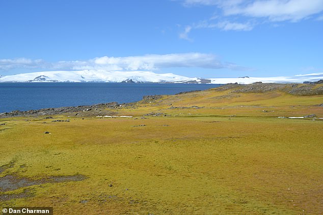 Greening accelerated by more than 30 percent in recent years (2016-2021) relative to the entire study period (1986-2021), expanding by more than 400,000 square meters per year in this period. In the photo: Barrientos Island