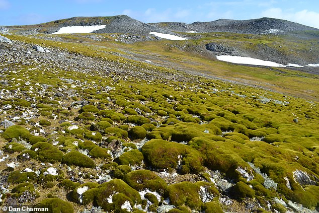 Experts from the universities of Exeter and Hertfordshire have warned that Antarctica is turning green - and climate change is to blame. Pictured: Ardley Island