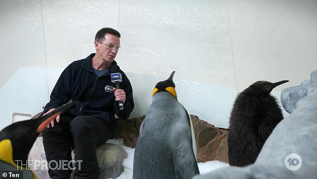 Animal lovers around the world have been stunned by the astonishing size of Pesto, a penguin chick that weighs a whopping 23kg and stands 90cm tall.