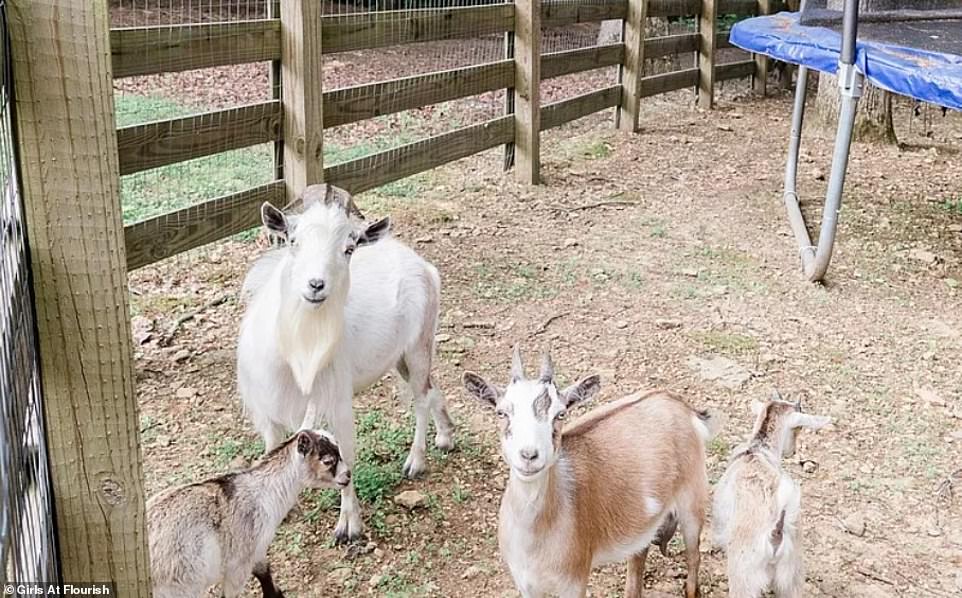 The house also has a barn and fenced areas for animals.