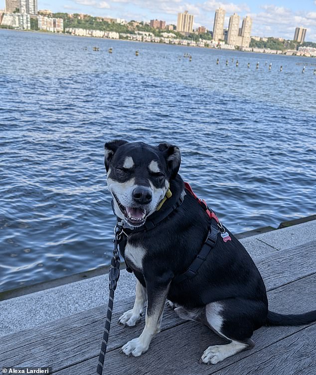 On the first night of my nightly workout routine, I forgot to exercise, so I went for a walk with my dog.