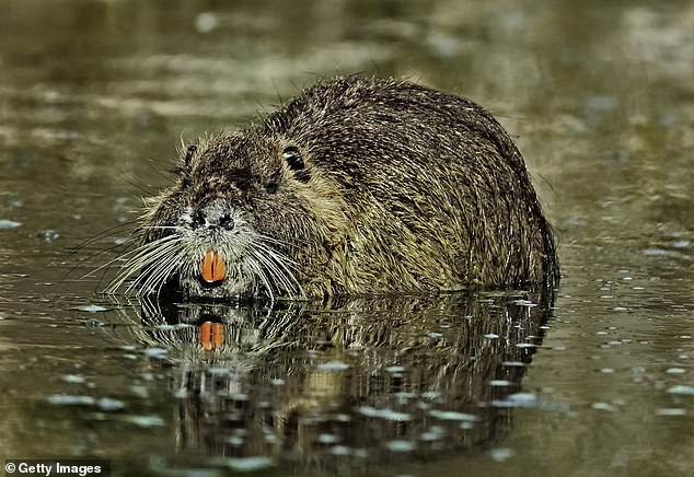 Each Otter can consume up to 25 percent of its body weight per day, said Kellum of the California Department of Fish and Wildlife.