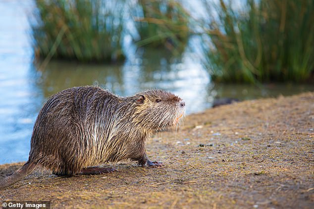 Their high rates of population increase are due to their breeding year-round, producing two to three litters each with two to nine young per litter, as well as the lack of a natural predator.