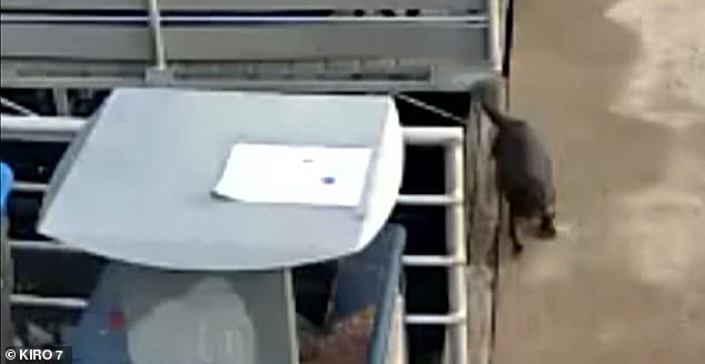 The little otter can be seen appearing on the dock right behind the family and running after the family of four. Moments later, the otter would attack the mother and one of her children before dragging the child underwater while crying.