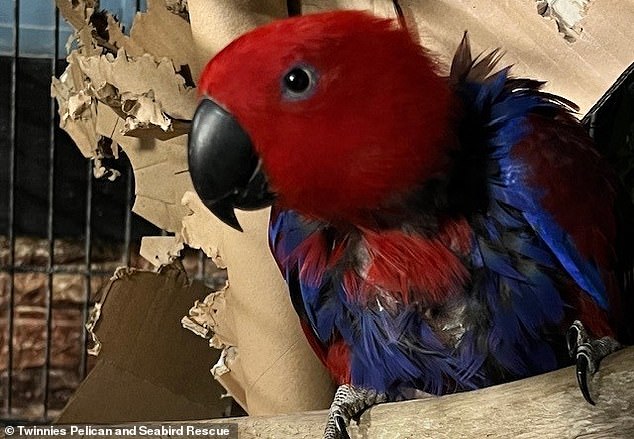 Bonnie the eclectus parrot (above) was brought to Twinnies Pelican and Seabird Rescue by an elderly couple who did not leave their names.