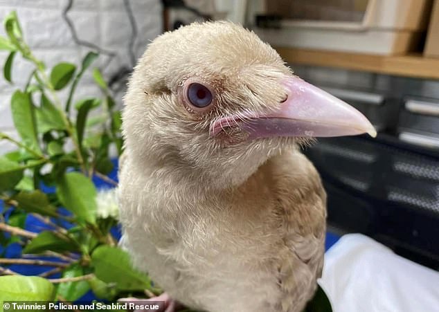 Luca the white crow (pictured), whose light-coloured feathers were due to a genetic mutation, came to Twinnies Pelican and Seabird Rescue through the RSPCA.