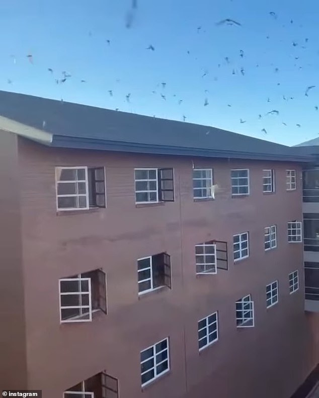 A video, shared on Instagram, showed hundreds of bats circling on the roof of the building.