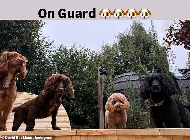 He also took an adorable photo of his four dogs, cocker spaniels Olive, Sage and Fig and cockapoo Simba, joking: 