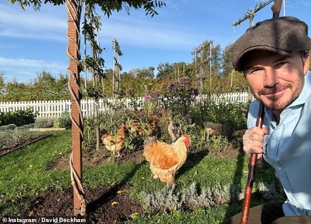 David's self-care day comes after he put his farmer's hat back on to look after his flock of chickens on his £6million farm in the Cotswolds on Friday.