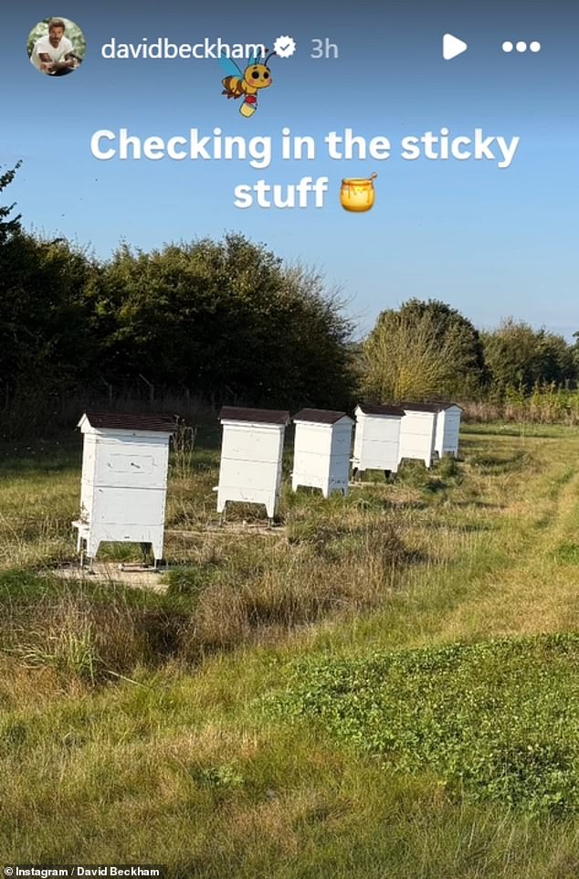 And David's duties aren't just limited to chickens, as the father-of-four also looks after a swarm of bees on his Cotswolds farm.