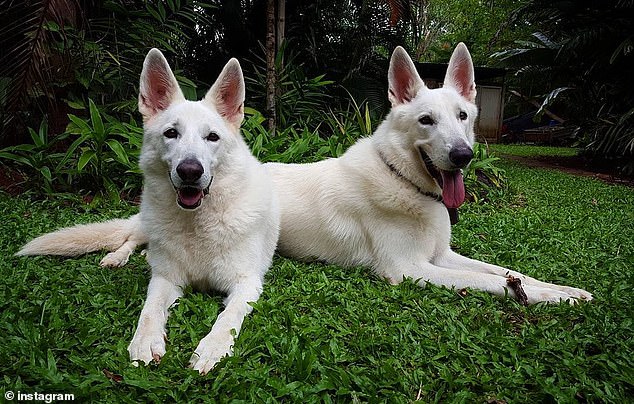 Britton also repeatedly raped his Swiss shepherds, Ursa and Bolt (pictured). They now live with Erin's parents.