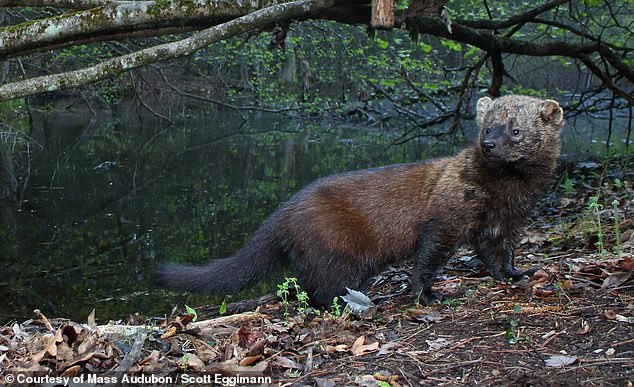 Surprisingly, the fishermen are not named for their fishing skills, as the omnivorous member of the weasel family does not typically eat fish, but was instead named for its similar characteristics to the European polecat, or 