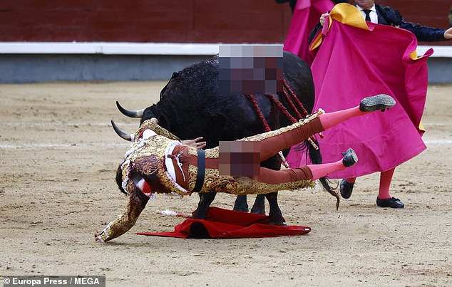 A video captured the horrifying moment the matador is impaled by one of the beast's huge horns before being tossed into the air like a rag doll.