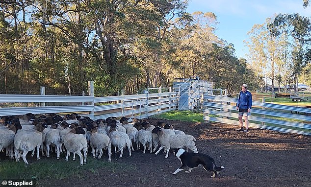 Western Australian sheep farmer Matt Kippen (pictured) said the ban on live exports had forced him to hunt sheep.