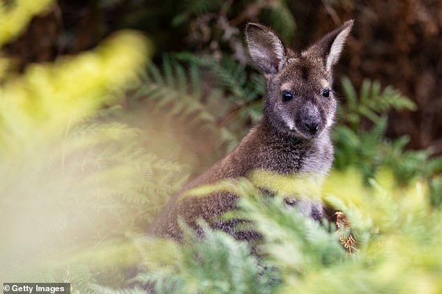 A wallaby in Australia. The animals may have escaped from private collections in the UK or been deliberately released.