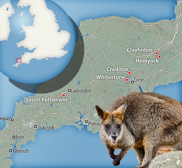 The sighting of the rare marsupial is the latest in a series in Devon and Cornwall.