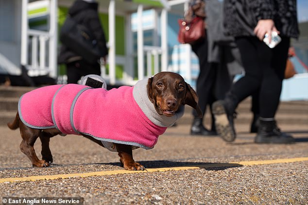 The event, which started seven years ago and was organized by Laura Baggott, 33, has become an important date in the dachshund community's calendar. In 2022, set a world record with 2,238 dogs in attendance