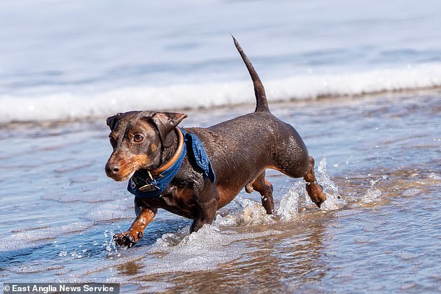 The holiday is intended, in part, to raise awareness and funds to combat intervertebral disc disease, which is common in dachshunds due to their long bodies.