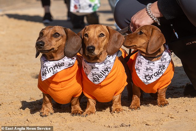 This year's event was nearly canceled due to health and safety concerns. But permission was granted by East Suffolk Council just days earlier to the delight of dachshund lovers who came from as far away as Florida to enjoy the ride.