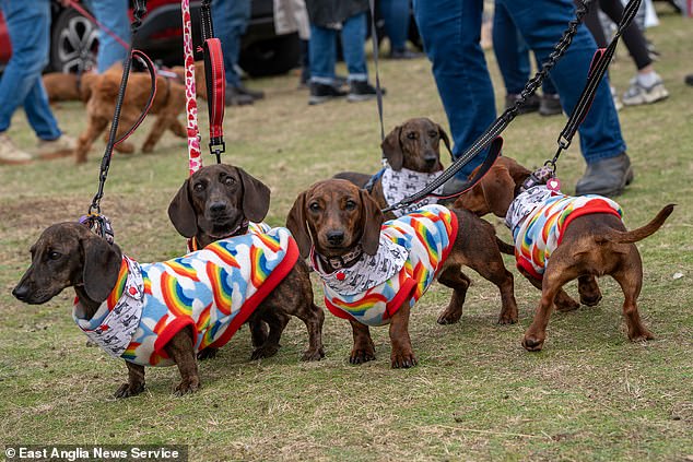 The rally successfully raised thousands of pounds for Dedicated to Dachshunds with IVDD, a charity that supports disabled dachshunds.