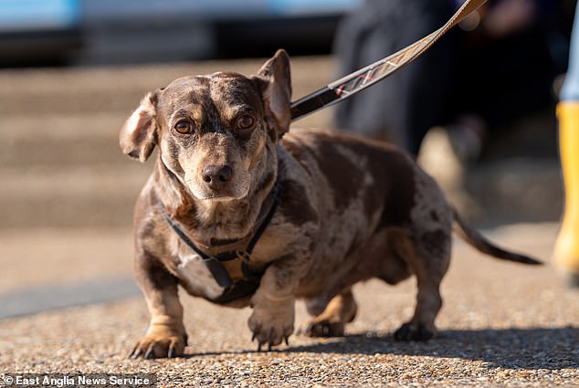 Karen Hodgkins, 61, from Bowers Gifford, Essex, who was in Southwold with her husband Brian, 72, and their rescue dachshunds Toby, Minie, Sasha and Harley, said: 