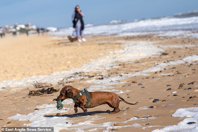 Some adventurous pups even took to the sea, frolicking in the spray kicked up by strong winds.