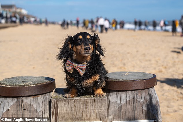 Krystal Alright from Caister-on-Sea, who was with her dogs Shelby, five, and Rollie, three, dressed in Halloween costumes, said: 