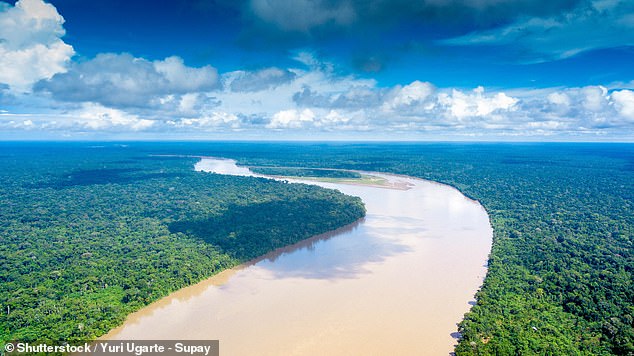 Paul has dedicated his life to saving the Amazon from destruction, in part through his organization 'Junglekeepers', which is helping to conserve threatened habitat in the 'vitally important' Madre de Dios region of the Peruvian Amazon (above) .