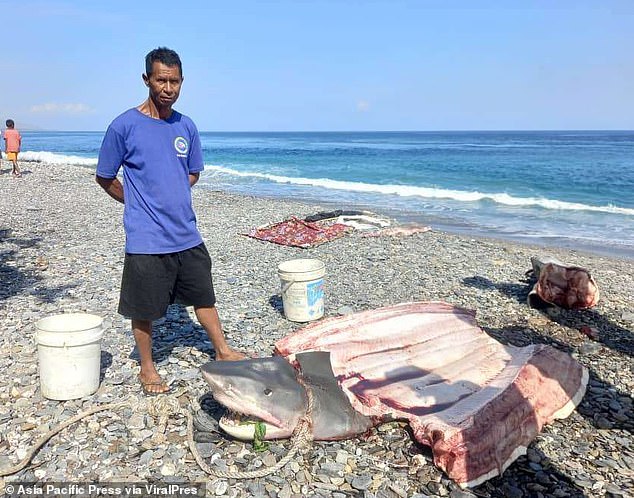 A fisherman found human remains in the belly of a shark on Sunday in the neighboring country of East Timor.