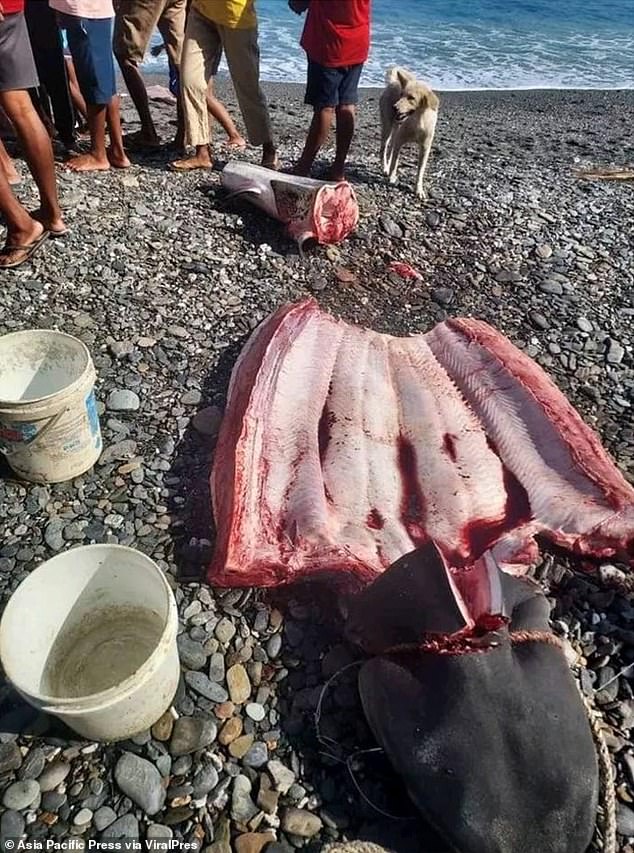 This is the inside of the shark's belly where the remains believed to be Monfore's were found