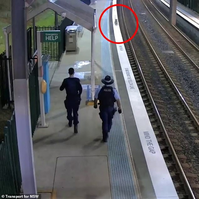 Two New South Wales Police officers escorted the koala over the station fence (pictured)