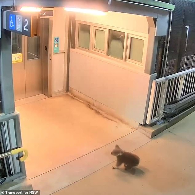 The koala casually walked up the stairs to the pedestrian bridge (pictured)